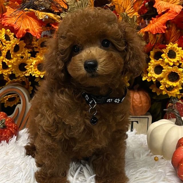 Ruby - Toy Poodle Female