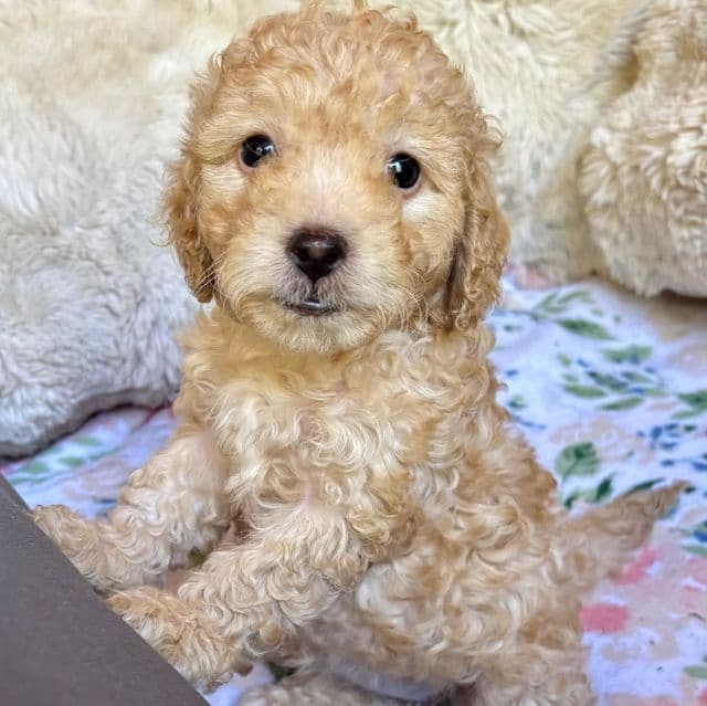 Stella - Cockapoo Female