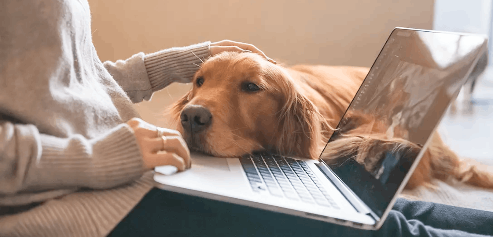 Where is the Best Place to Buy Puppies Online?
