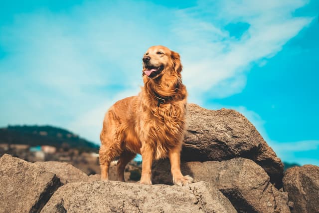 Golden Retriever Pros and Cons: Is This Loyal Breed Right for You?