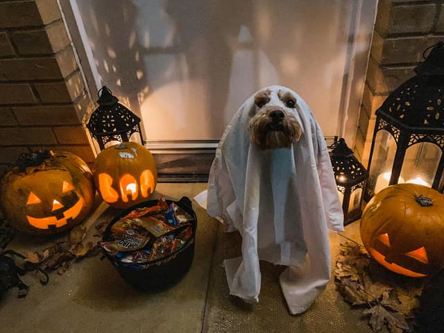 🎃 Trick-or-Treating with Your Dog: Halloween Safety for Pet Parents