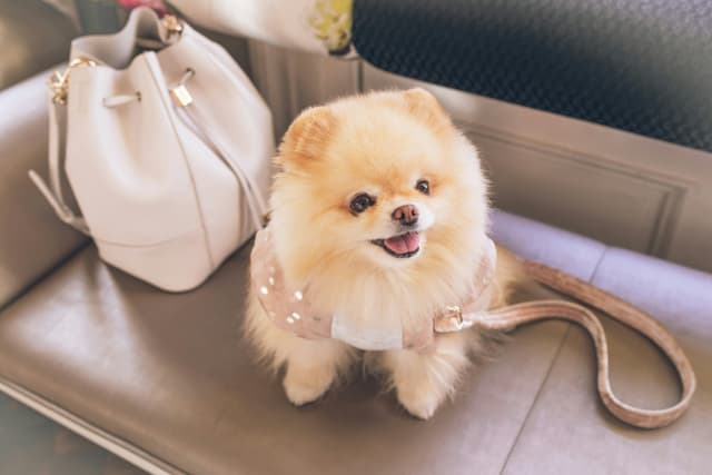 Pros and Cons of Pomeranians