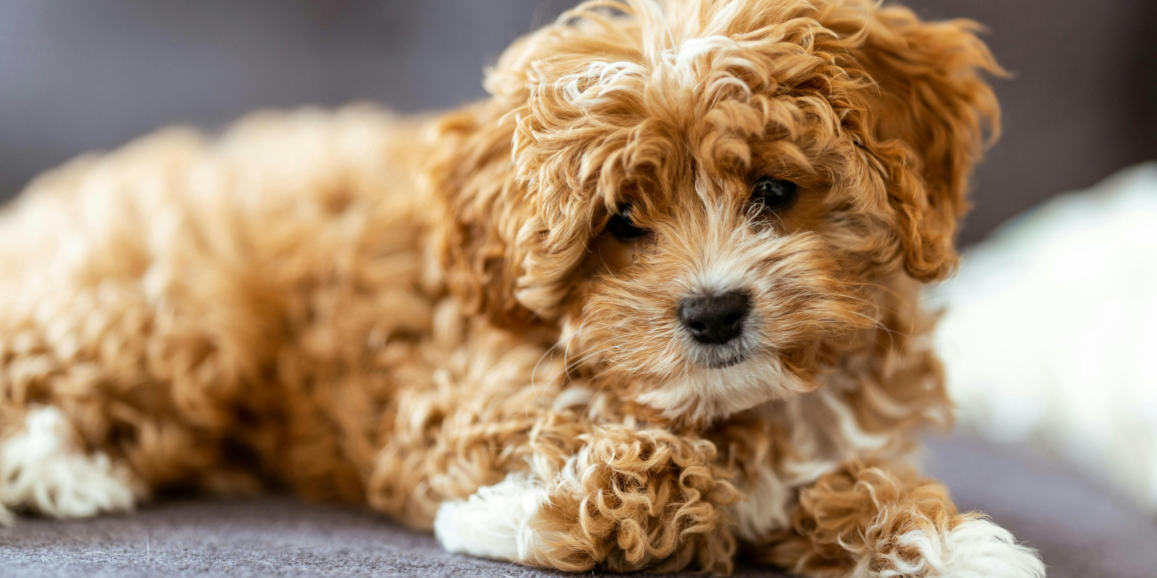 Bernedoodle vs. Cavapoo - Which Is Right For You?