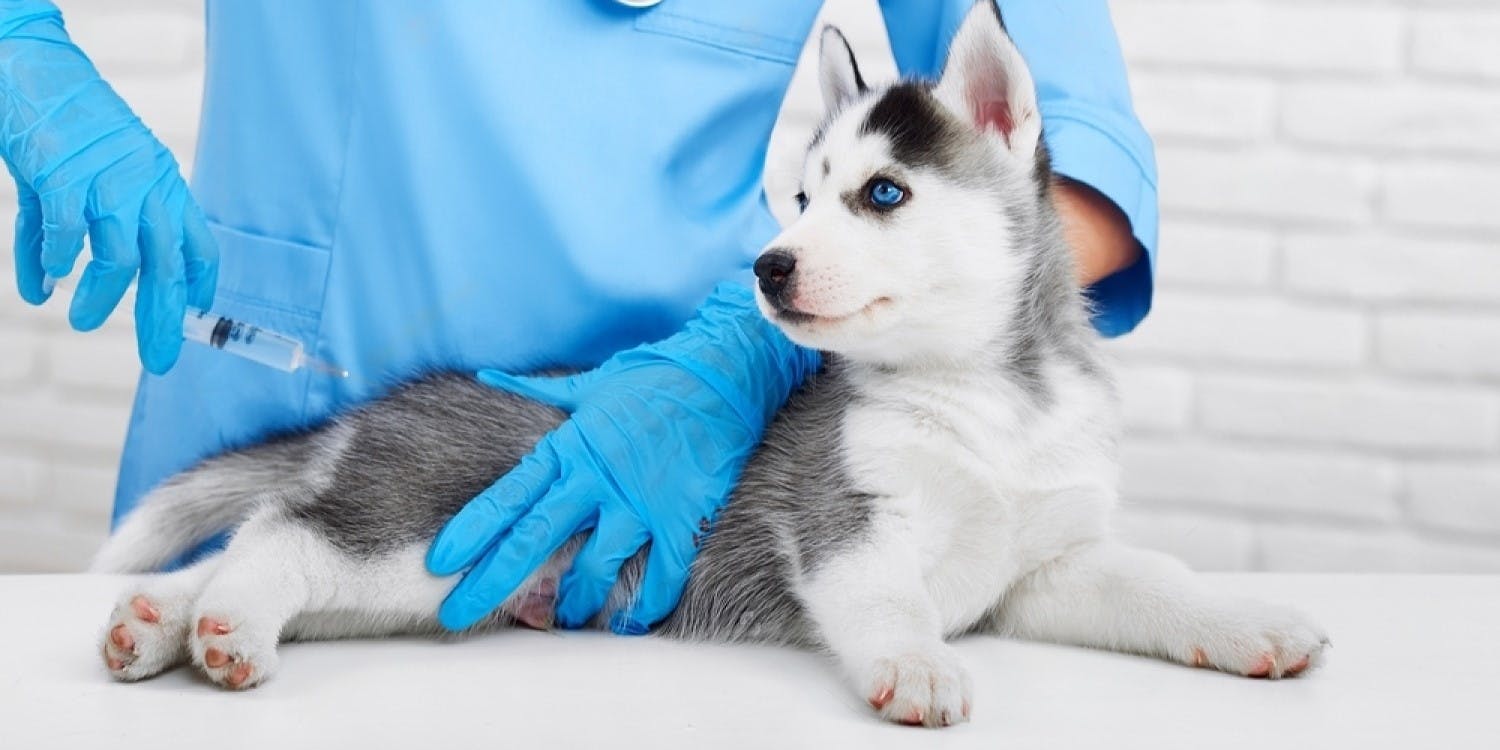 Puppy Vaccinations: All You Need to Know