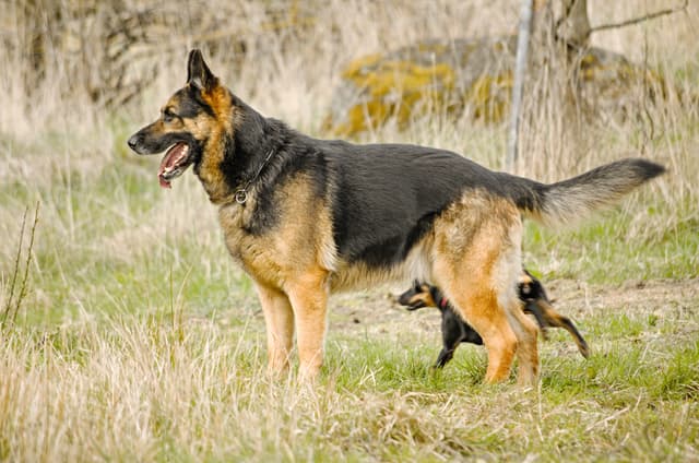 Training Your German Shepherd: What Every New Owner Should Know