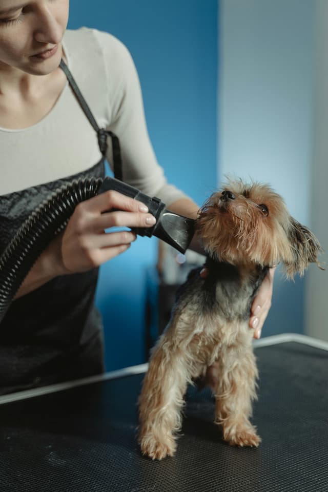 Yorkshire Terrier Grooming Guide: Keep Your Yorkie Healthy, Happy, and Stylish