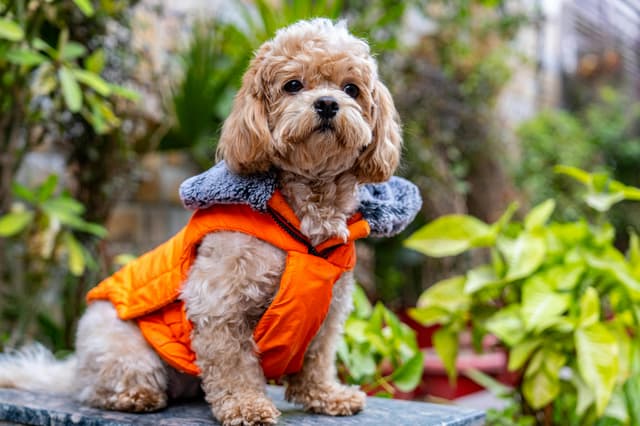 Maltipoo Pros & Cons: What to Know Before You Fall in Love