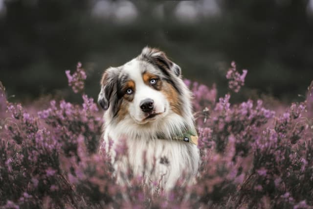 The Pros and Cons of Australian Shepherds: Is This Breed Right for You?