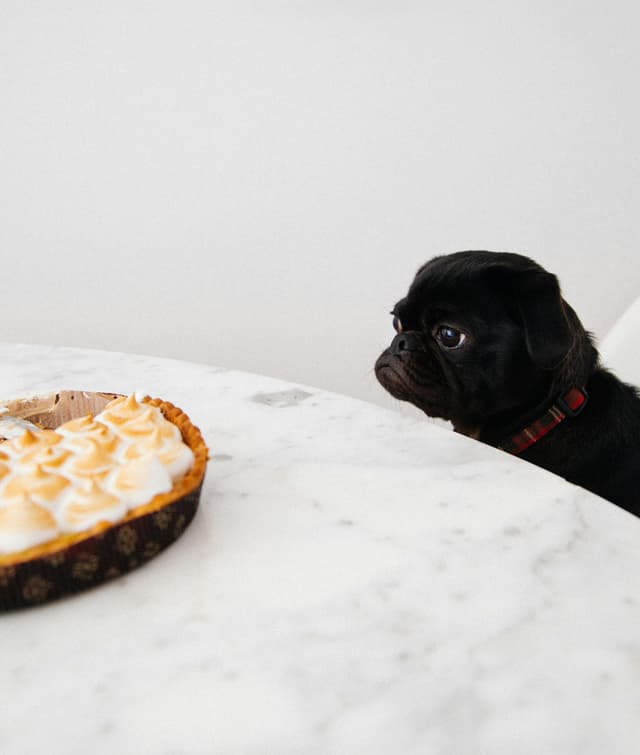 Thanksgiving with Your Dog: Safety Tips, Guest Prep & Fun Ways to Include Your Pup
