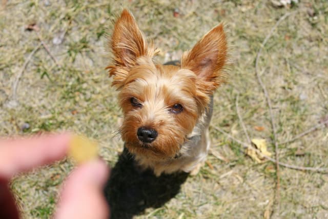 Training your Yorkshire Terrier: How to Ensure Success