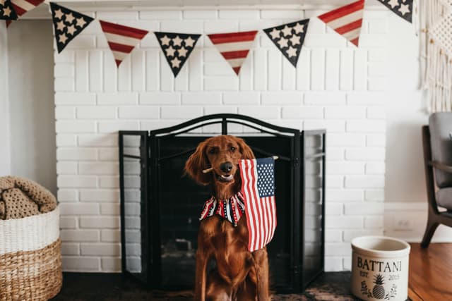 5 Dog-Friendly Ways to Celebrate the 4th of July Together