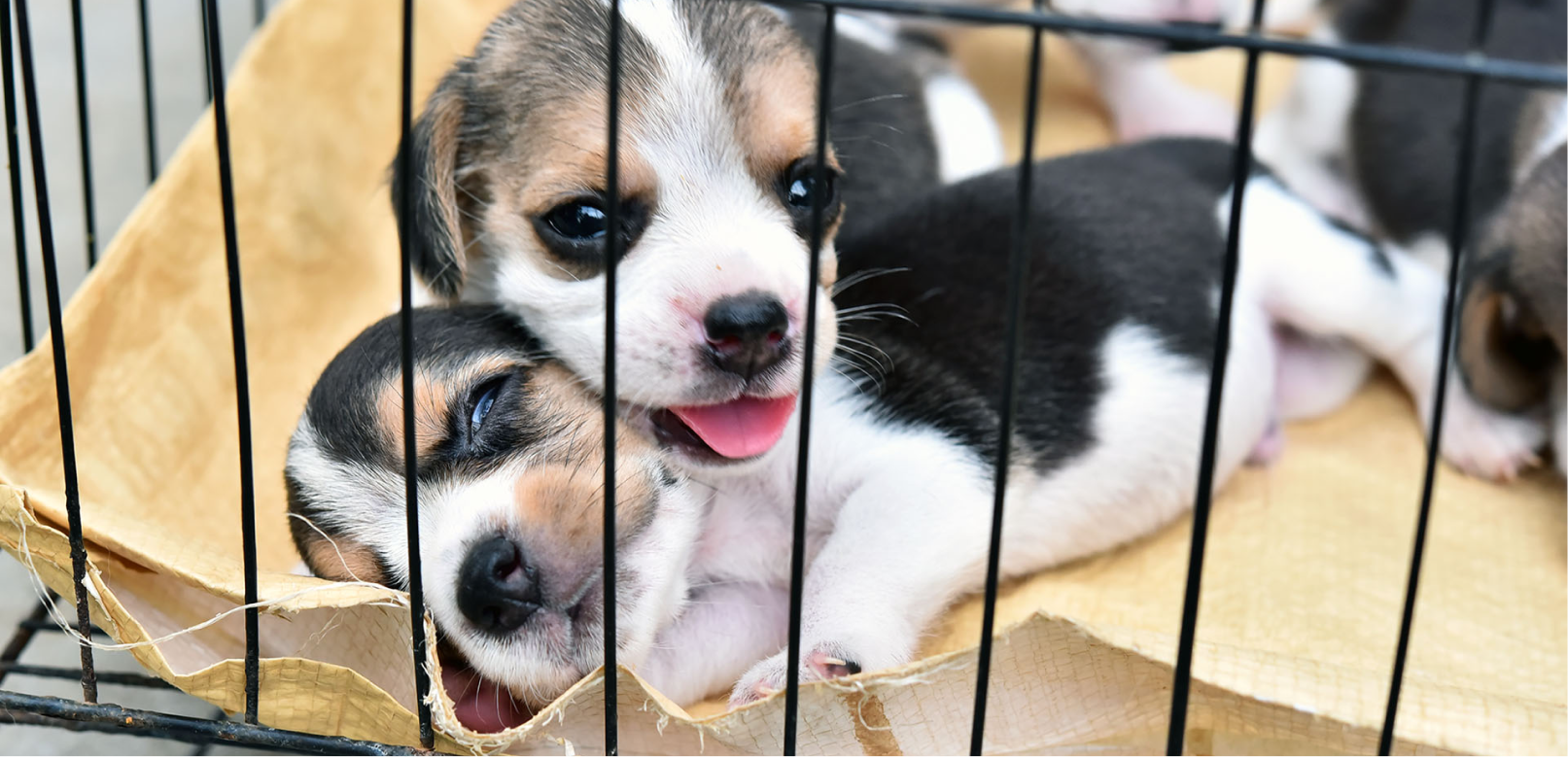 Buying Puppies on Craigslist? Don't Make This Mistake