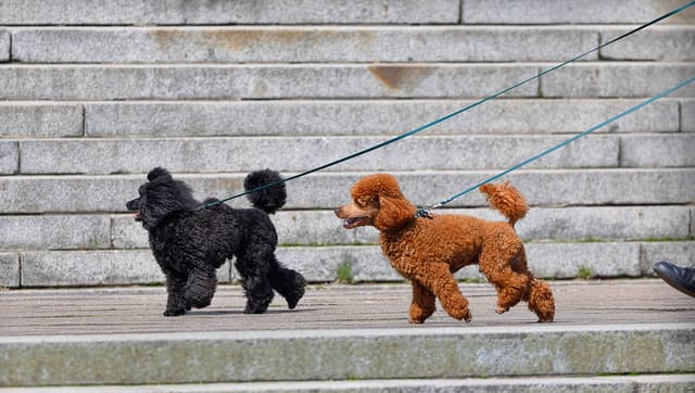 The Ultimate Buyers Guide to Toy Poodles