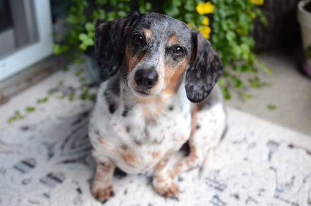 Pros and Cons of Dachshunds: Is This Long and Lively Pup Right for You?